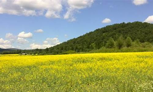 阿荣旗天气预报15天查询当地_阿荣旗天气预报15天查询当地疫